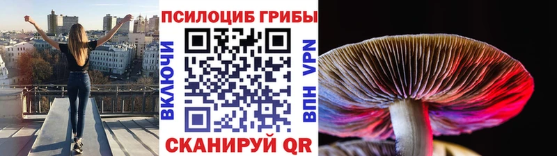 Галлюциногенные грибы Psilocybe  как найти закладки  кракен зеркало  Тында 